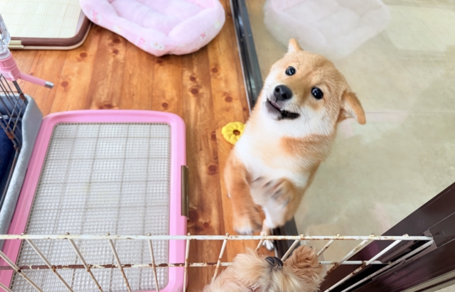 最新画像📸豆柴(赤)女の子♪呼ぶとついてくるよ! 豆柴