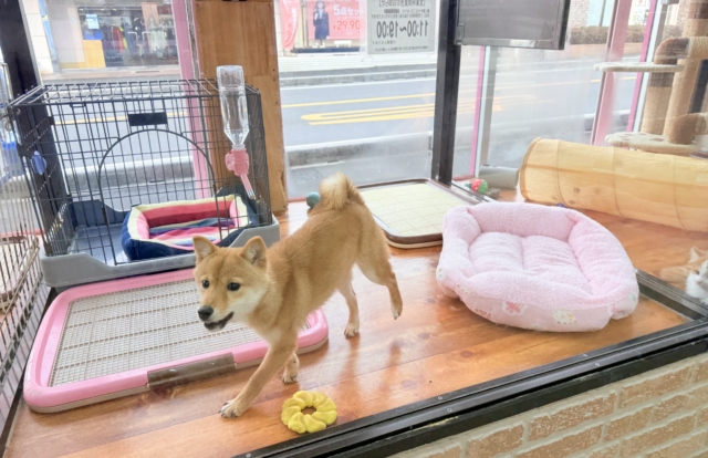 最新画像📸豆柴(赤)女の子♪呼ぶとついてくるよ! 豆柴