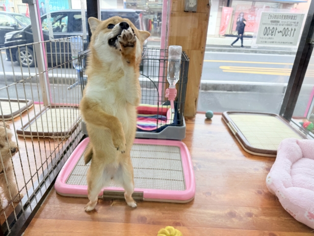 最新画像📸豆柴(赤)女の子♪呼ぶとついてくるよ! 豆柴