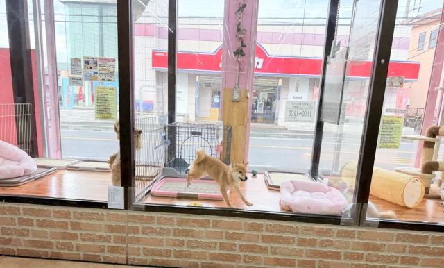 最新画像📸豆柴(赤)女の子♪呼ぶとついてくるよ! 豆柴