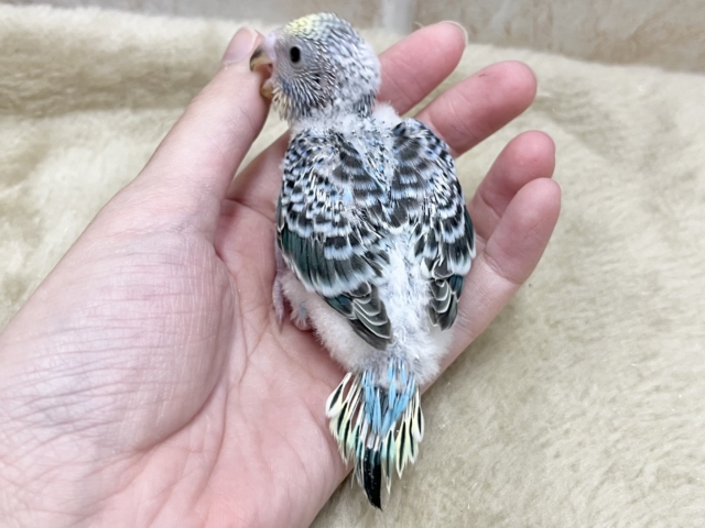 ちょいレアかも〜😊✨ セキセイインコ(イエローフェイスオパーリン) セキセイインコ