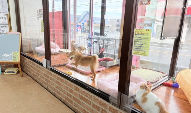 最新画像📸豆柴(赤)女の子♪呼ぶとついてくるよ! 豆柴