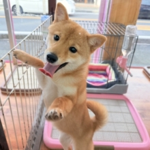 最新画像📸豆柴（赤）女の子♪呼ぶとついてくるよ！