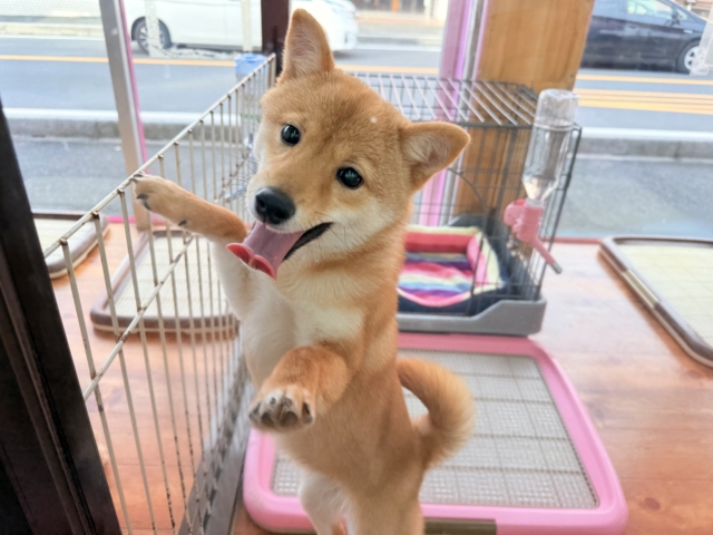 最新画像📸豆柴（赤）女の子♪呼ぶとついてくるよ！