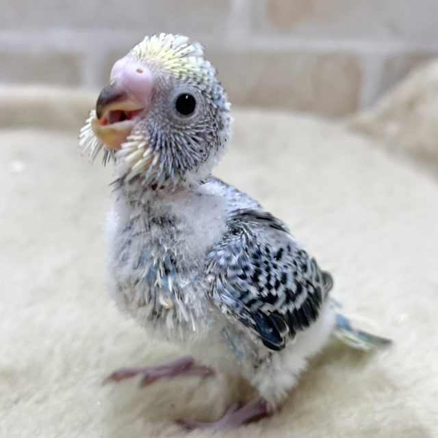 ちょいレアかも〜😊✨ セキセイインコ(イエローフェイスオパーリン) ちょいレアかも〜😊✨ セキセイインコ(イエローフェイスオパーリン)