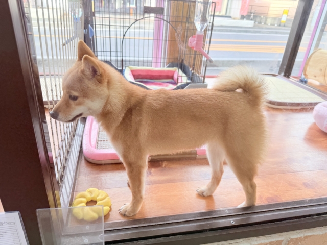 最新画像📸豆柴(赤)女の子♪呼ぶとついてくるよ! 豆柴