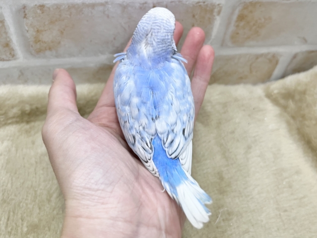爽やかブルーハワイ🌤️🩵🏖️ セキセイインコ(ブルースパングル) セキセイインコ