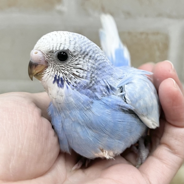 爽やかブルーハワイ🌤️🩵🏖️ セキセイインコ(ブルースパングル) 爽やかブルーハワイ🌤️🩵🏖️ セキセイインコ(ブルースパングル)