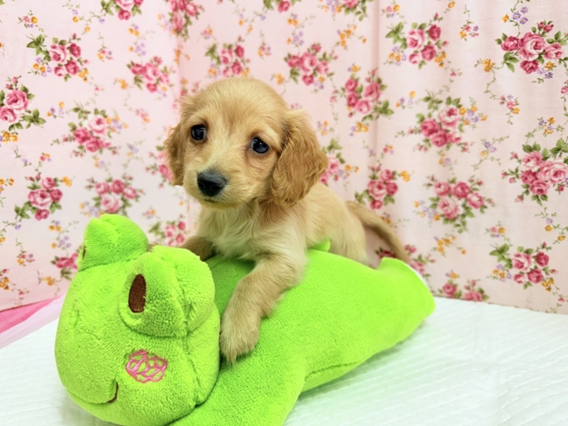 ミニチュアダックス(イエロー)女の子♪淋しがりやさんなんです🥺 ミニチュアダックス