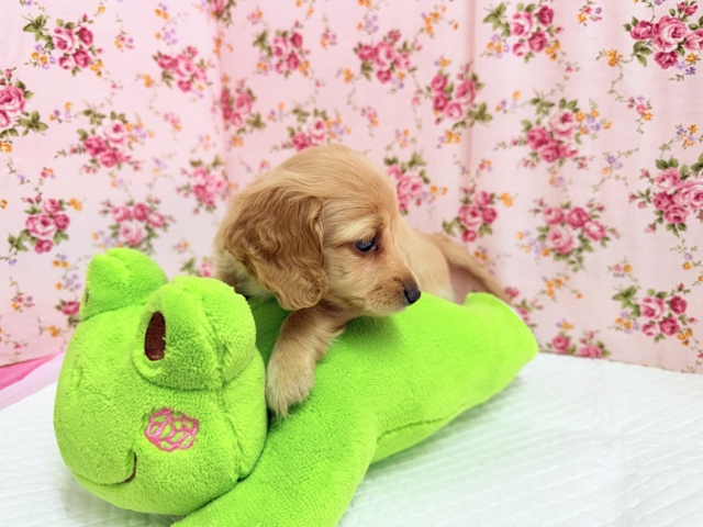 ミニチュアダックス(イエロー)女の子♪淋しがりやさんなんです🥺 ミニチュアダックス