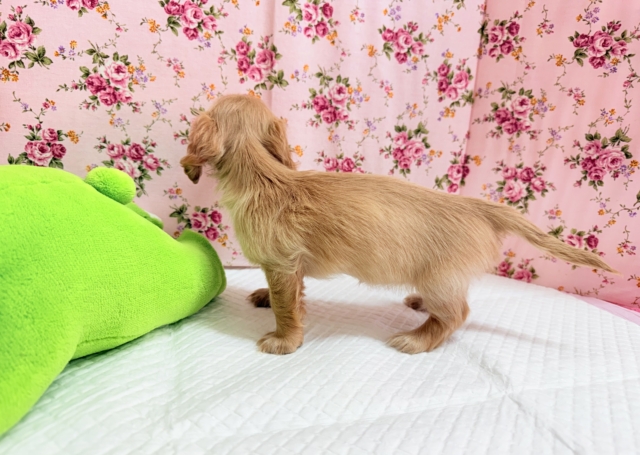 ミニチュアダックス(イエロー)女の子♪淋しがりやさんなんです🥺 ミニチュアダックス