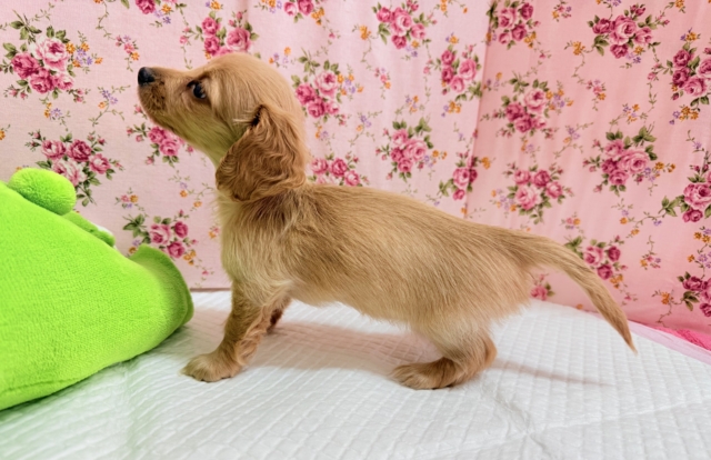 ミニチュアダックス(イエロー)女の子♪淋しがりやさんなんです🥺 ミニチュアダックス