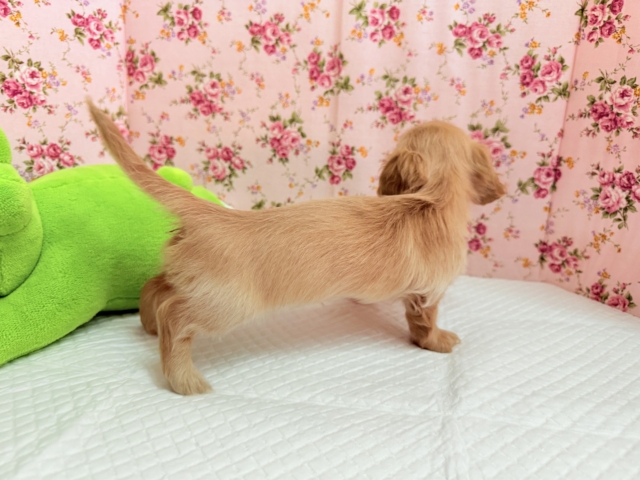 ミニチュアダックス