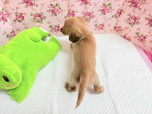 ミニチュアダックス