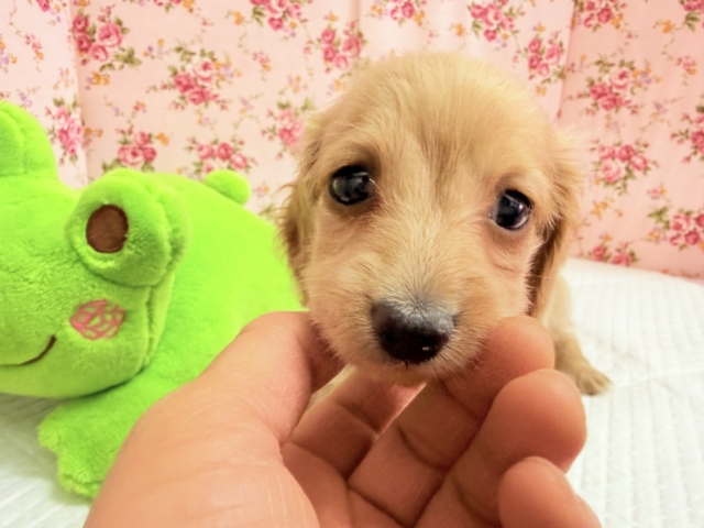 ミニチュアダックス(イエロー)女の子♪淋しがりやさんなんです🥺 ミニチュアダックス