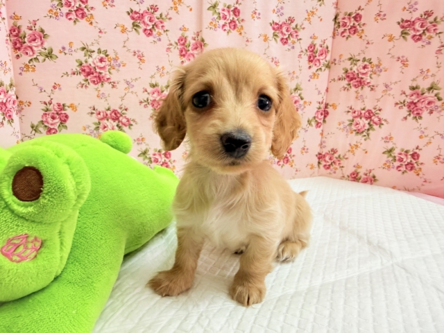 ミニチュアダックス(イエロー)女の子♪淋しがりやさんなんです🥺 ミニチュアダックス