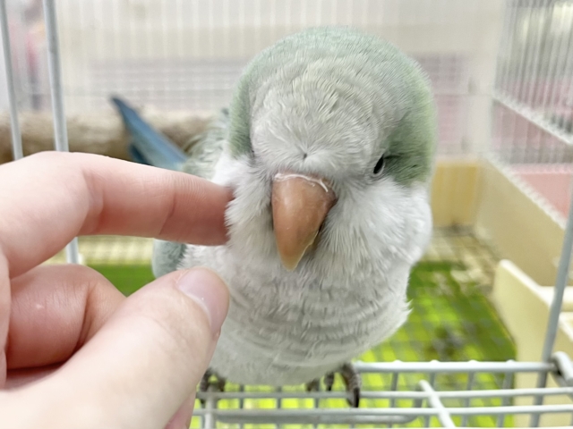 オキナインコ