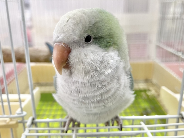 オキナインコ