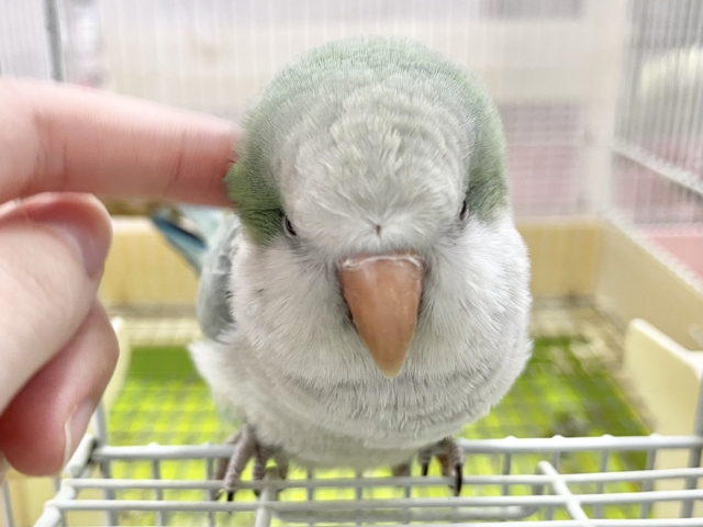【🆙最新画像あり‼️】モフッとキュート💕 オキナインコ(アクアブルーオパーリン) オキナインコ