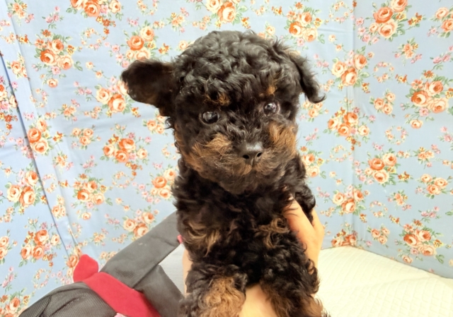 トイプードル（ブラック&タン）男の子♫テンション高めな！やんちゃっこ！