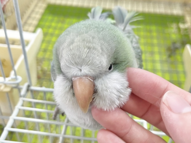 オキナインコ