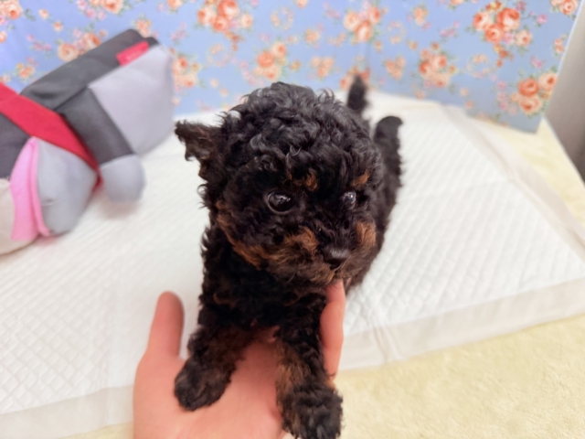 トイプードル(ブラック&タン)男の子♫テンション高めな!やんちゃっこ! トイプードル