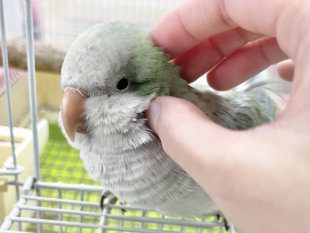 【🆙最新画像あり‼️】モフッとキュート💕 オキナインコ(アクアブルーオパーリン) オキナインコ