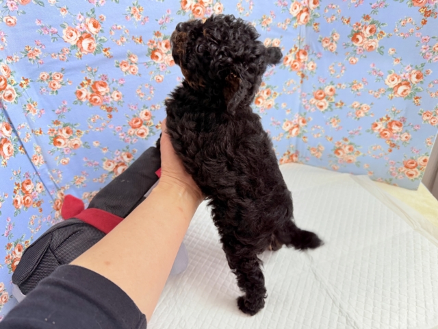 トイプードル(ブラック&タン)男の子♫テンション高めな!やんちゃっこ! トイプードル
