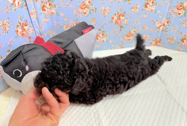 トイプードル(ブラック&タン)男の子♫テンション高めな!やんちゃっこ! トイプードル