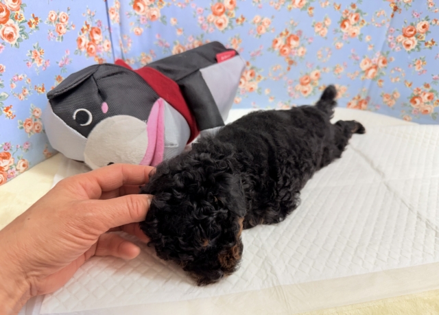 トイプードル(ブラック&タン)男の子♫テンション高めな!やんちゃっこ! トイプードル