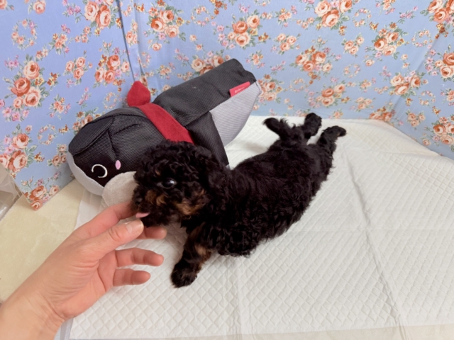 トイプードル(ブラック&タン)男の子♫テンション高めな!やんちゃっこ! トイプードル