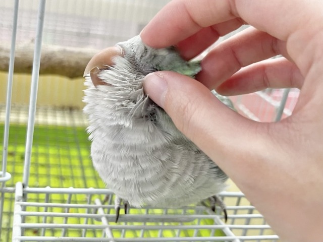 【🆙最新画像あり‼️】モフッとキュート💕 オキナインコ(アクアブルーオパーリン) オキナインコ