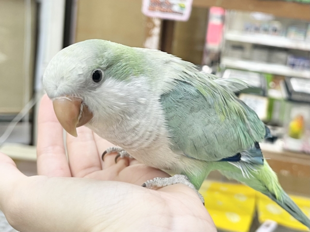 【🆙最新画像あり‼️】モフッとキュート💕 オキナインコ(アクアブルーオパーリン) オキナインコ