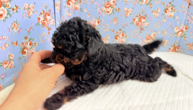 トイプードル(ブラック&タン)男の子♫テンション高めな!やんちゃっこ! トイプードル