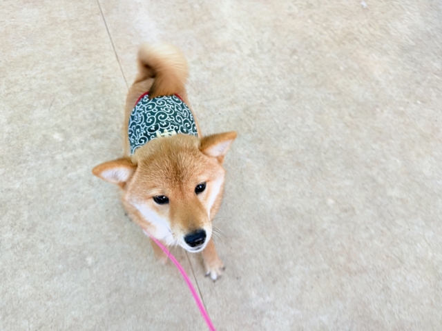 最新画像📸豆柴(赤)女の子♪呼ぶとついてくるよ! 豆柴