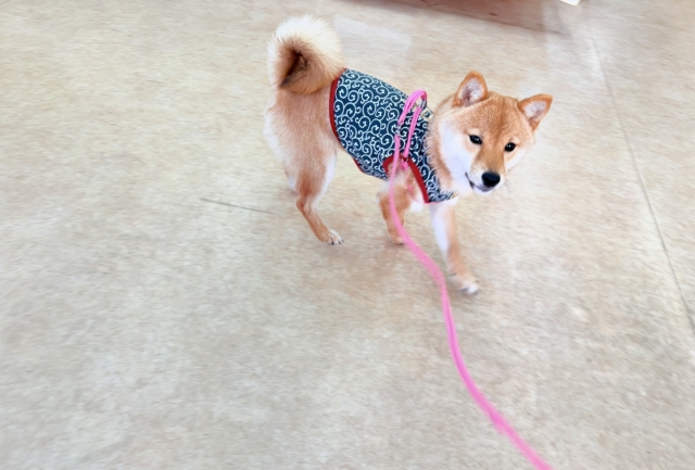 最新画像📸豆柴(赤)女の子♪呼ぶとついてくるよ! 豆柴