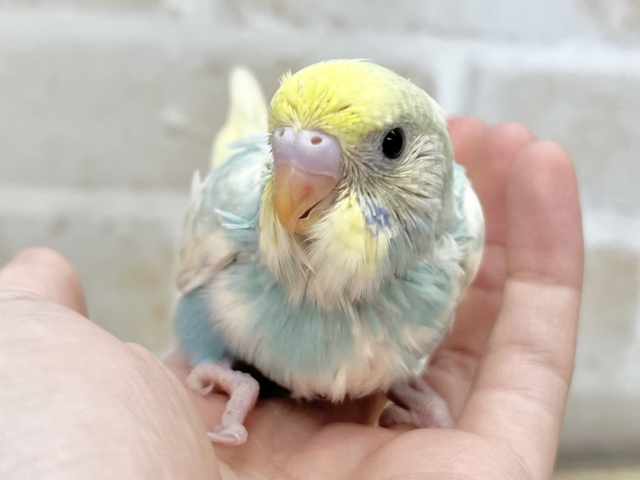 癒し系カラー✨✨ セキセイインコ(パステルレインボーパイド) セキセイインコ