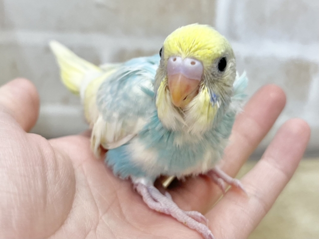 癒し系カラー✨✨ セキセイインコ(パステルレインボーパイド) セキセイインコ