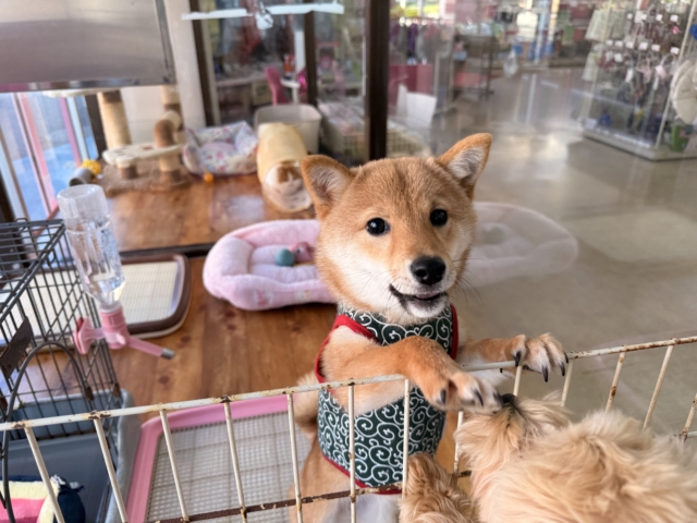 最新画像📸豆柴(赤)女の子♪呼ぶとついてくるよ! 豆柴