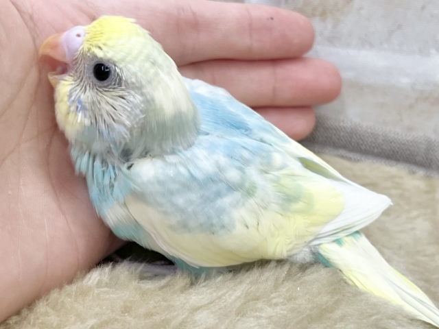 癒し系カラー✨✨ セキセイインコ(パステルレインボーパイド) セキセイインコ