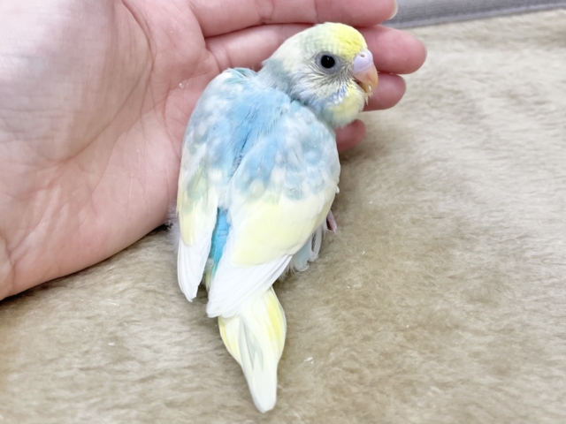 癒し系カラー✨✨ セキセイインコ(パステルレインボーパイド) セキセイインコ