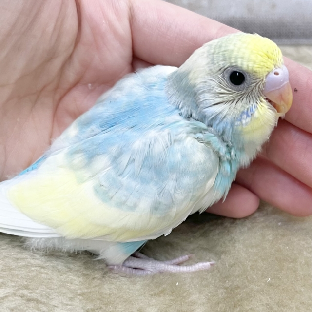 癒し系カラー✨✨ セキセイインコ(パステルレインボーパイド) 癒し系カラー✨✨ セキセイインコ(パステルレインボーパイド)
