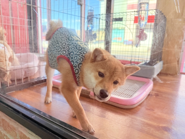 最新画像📸豆柴(赤)女の子♪呼ぶとついてくるよ! 豆柴