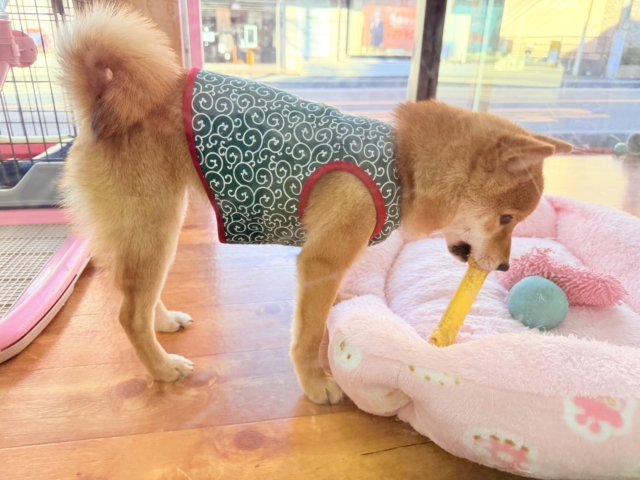 最新画像📸豆柴(赤)女の子♪呼ぶとついてくるよ! 豆柴