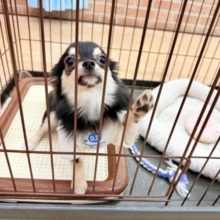 最新画像📸チワワ（ブラックタン&ホワイト）男の子♫慣れると尻尾フリフリ〜なシャイボーイ！サークルデビューしました♫