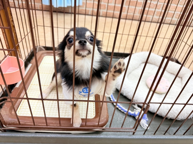 最新画像📸チワワ（ブラックタン&ホワイト）男の子♫慣れると尻尾フリフリ〜なシャイボーイ！サークルデビューしました♫