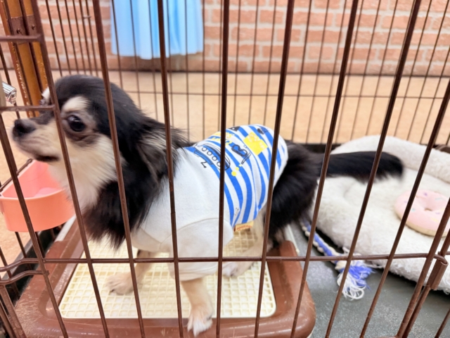 最新画像📸チワワ(ブラックタン&ホワイト)男の子♫慣れると尻尾フリフリ〜なシャイボーイ!サークルデビューしました♫ チワワ