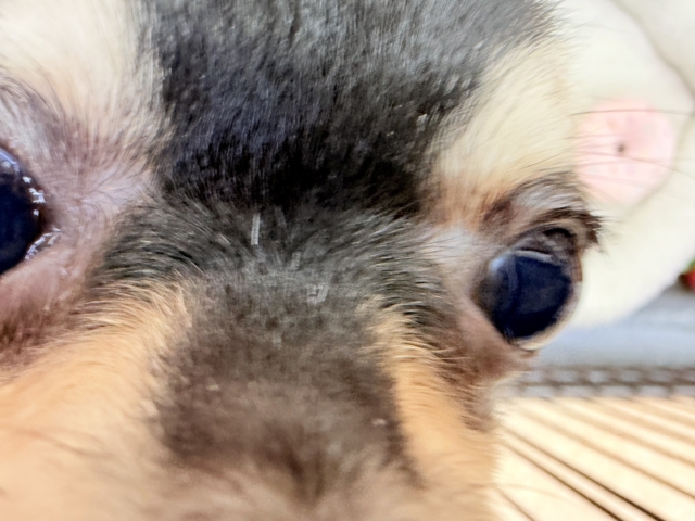 最新画像📸チワワ(ブラックタン&ホワイト)男の子♫慣れると尻尾フリフリ〜なシャイボーイ!サークルデビューしました♫ チワワ