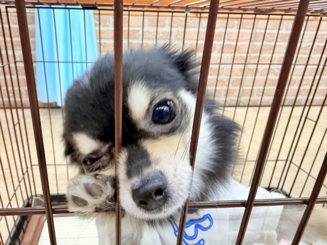 最新画像📸チワワ(ブラックタン&ホワイト)男の子♫慣れると尻尾フリフリ〜なシャイボーイ!サークルデビューしました♫ チワワ