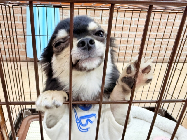 最新画像📸チワワ(ブラックタン&ホワイト)男の子♫慣れると尻尾フリフリ〜なシャイボーイ!サークルデビューしました♫ チワワ